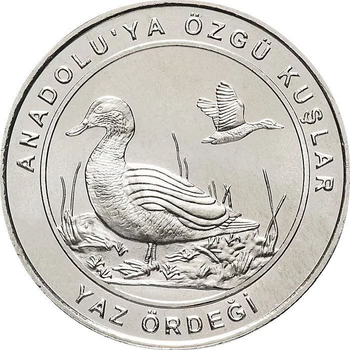 Yaz Ördeği